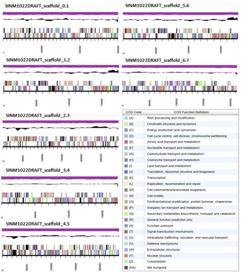 Graphical Map Of The Genome Of Ensifer Meliloti Wsm Showing The