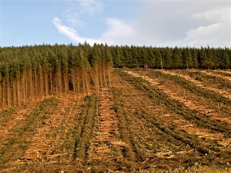 forestry operations  hillfoot hill  william starkey geograph