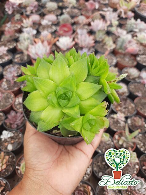 Haworthia Cymbiformis Pote Suculentas Delicato