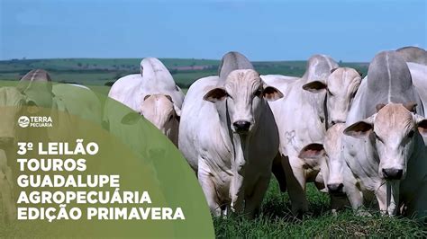 TERRA PECUÁRIA 3º LEILÃO TOUROS GUADALUPE AGROPECUÁRIA EDIÇÃO