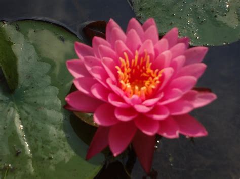 Lily Flower In Bloom Photograph By Michael Porchik Fine Art America