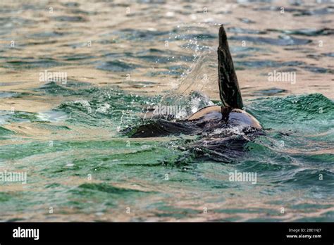 california sea lion swimming Stock Photo - Alamy