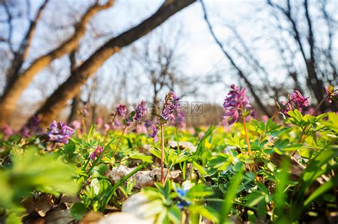 美丽的林地景观春天的花朵森林里高清图片下载 正版图片300005421 摄图网