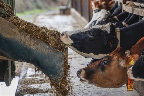 El Ndice De Precios De Los Alimentos De La Fao Cae En Agosto