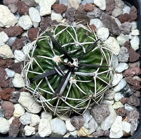 Shpr Stenocactus Sp Select Black Spines