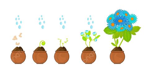 Stages Of Plant Growth Seed Germination In Soil Vector, Set, Vector ...