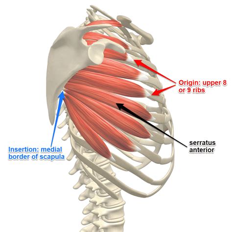 5 Serratus Anterior Exercises for Strong & Healthy Shoulders