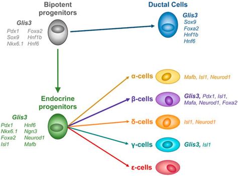 Cells Free Full Text Glis3 A Critical Transcription Factor In