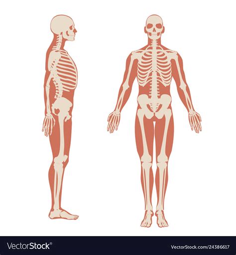 Human Skeleton Front And Side View Men Anatomy Vector Image