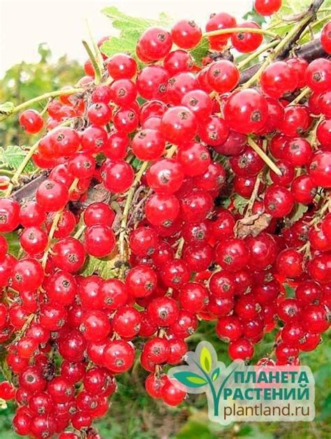 Смородина красная Ранняя Сладкая - купить саженцы красной смородины ...