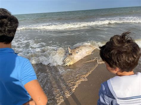 Aparece Un Delf N Muerto En La Playa De El Pinet Entre Elche Y Santa Pola