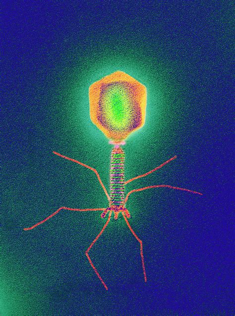 Coloured Tem Of A T Bacteriophage Virus Photograph By Dept Of