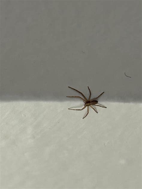 Brown spider in house : r/whatsthisbug