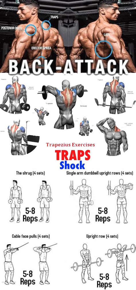 The Best Trap Workouts Exercise Guides Video