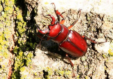 Reddish Brown Stag Beetle Male Lucanus Capreolus At Lake Flickr