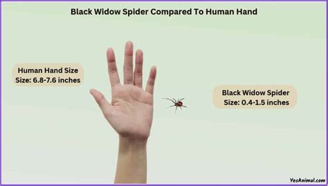 Black Widow Spider Size Explained & Comparison With Others