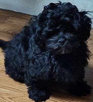 Bordentown Nj Shih Tzu Poodle Miniature Meet Coal Pending A Pet