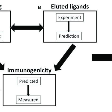 Scheme Of Three Variables Commonly Considered In Antidrug Antibody Download Scientific