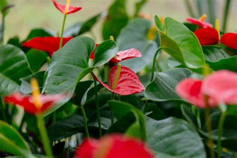 Common Anthurium Pests Symptoms Control Treatment And Prevention