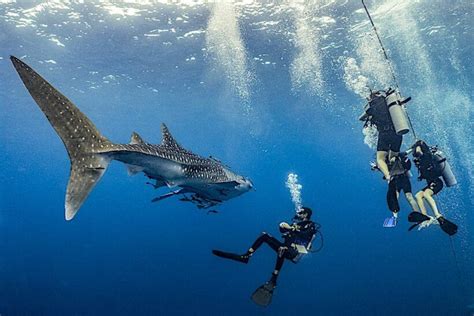 Thailands Most Famous Diving Spots Thaiger