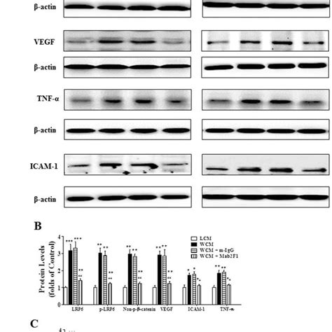 Inhibition of Wnt Ligand-induced Activation of Wnt Signaling and... | Download Scientific Diagram