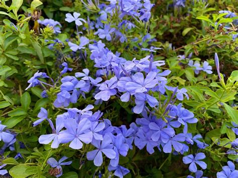 20 Blue Perennials for your Garden - Garden Lovers Club