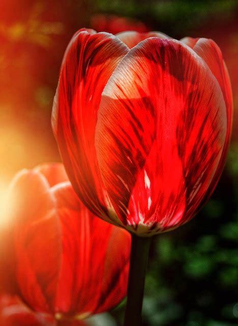 Tulips Flowers Red Free Photo On Pixabay Pixabay