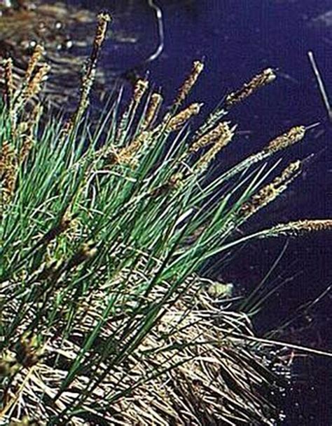 Ornamental Grass Seed - Carex Acuta Gracilis Seeds