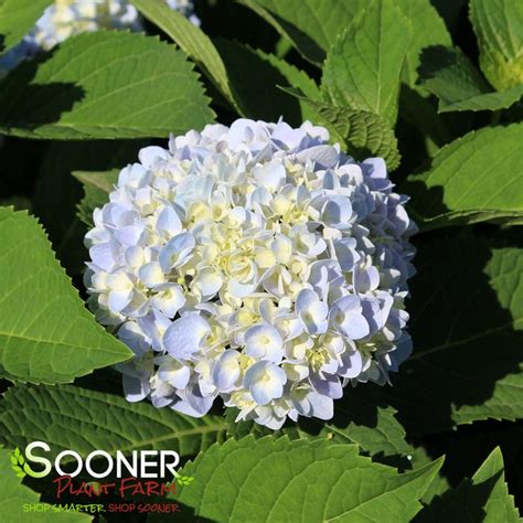 IBloom Azure Skies Hydrangea Sooner Plant Farm