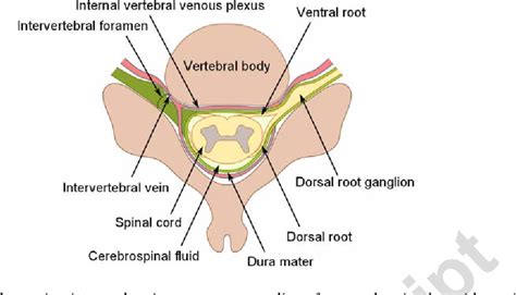 Structure Of Internal Vertebral Venous Plexus Semantic Scholar