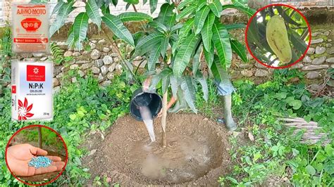 How To Apply Npk Fertilizer To Mango Trees For Fast Fruiting Best