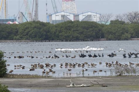 台電環境月開跑！溼地與電廠共存 國際金獎導演許鴻龍《飛鳥電廠》首度亮相