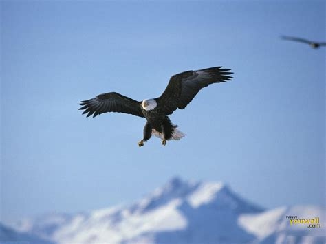 🔥 [70+] Flying Eagle Wallpapers | WallpaperSafari