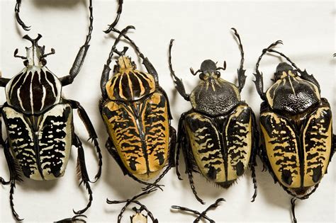 Beetles Order Coleoptera The Australian Museum