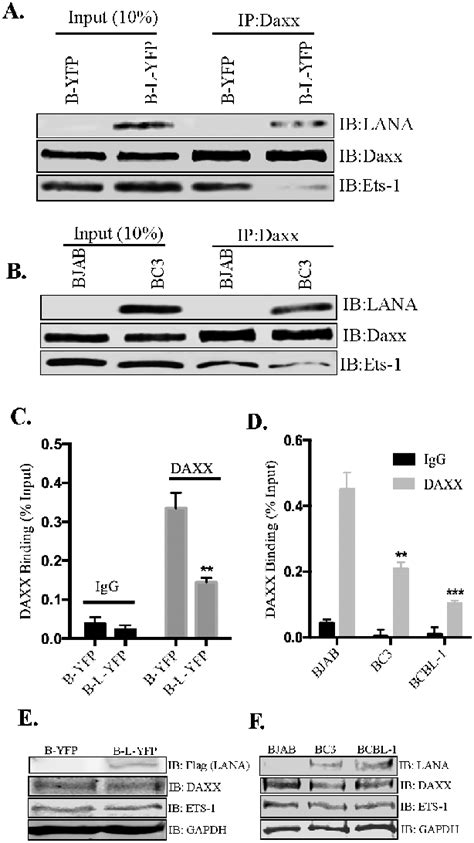 LANA Reduced The Binding Of Daxx To Ets 1 And EGFL7 Promoter A