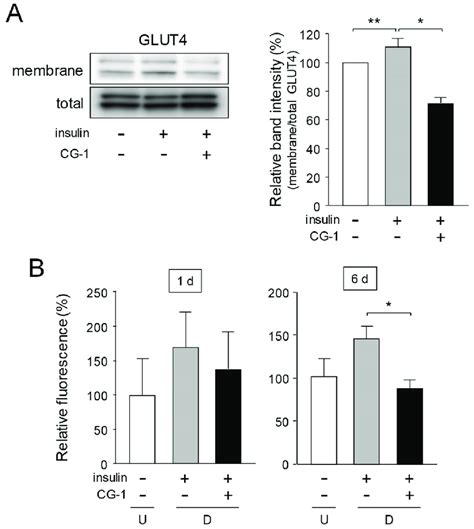 Suppression Of Glut Translocation And Glucose Uptake In Cg Treated