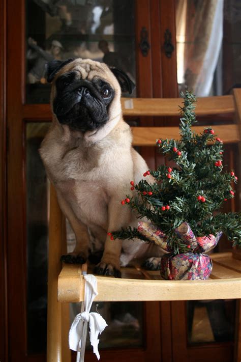 Christmas Tree Pug By Mcda On Deviantart