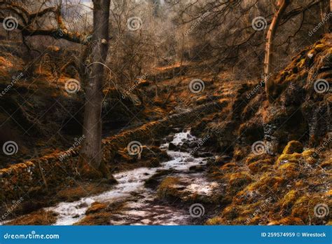 Deep Autumn Landscape With Golden Fallen Leaves Naked Dry Trees And With First Snow In The