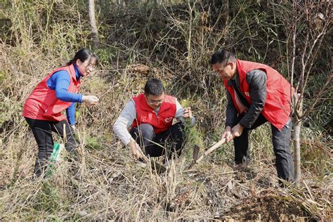 贵州：植树添新绿新华社街道人们