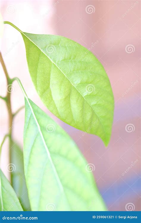 Cierre De Hojas Verdes De Una Planta De Aguacate Imagen De Archivo