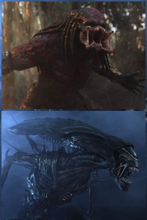 Predator King Vs Alien Queen