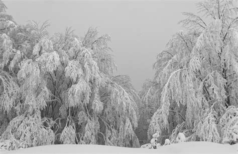 Free Stock Photo of Snowy Landscape in Black and White | Download Free ...