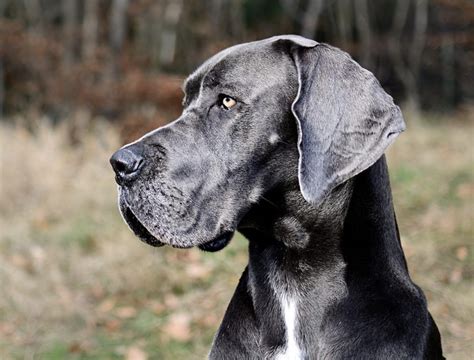 11 Things You Didn't Know About Great Dane