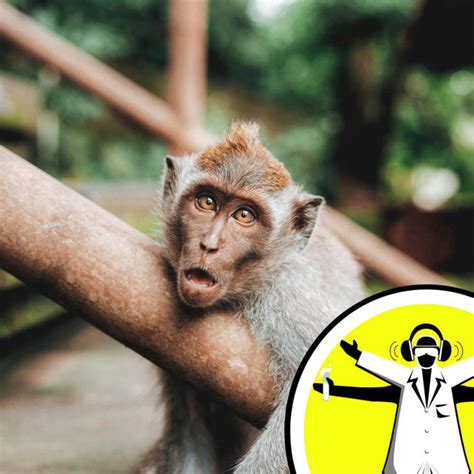 Qna Sperm Races And Monkey Business