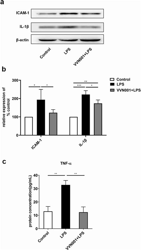 VVN001 reduced the protein expressions of ICAM 1 IL 1β active IL 1β