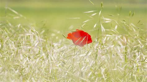 Red Poppy Flower In A Field Of Rie In Summer Stock Photo Image Of