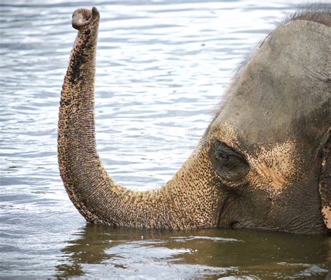 Schwimmende Elefanten Stockbild Bild Von Tier Enjoy