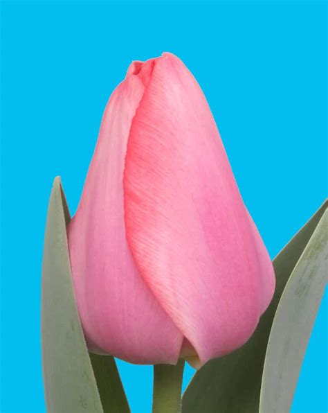 Barre Alta - Haakman Flowerbulbs B.V.