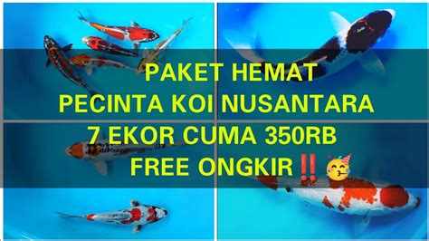 Review Harga Koi Grade A Hq Murah Berkualitas Ikankoi Koi Blitar Koi