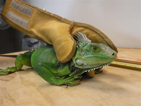 Department Of Agriculture Iguana Found In Waipio Gentry